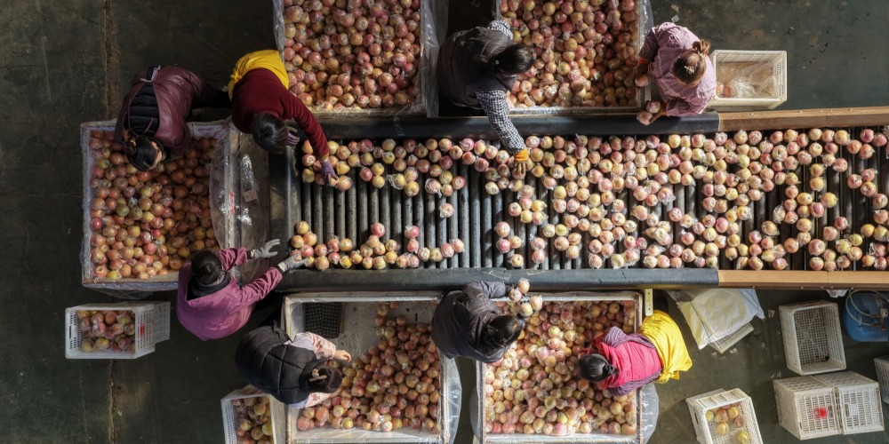 山西临猗电商苹果销售生产线