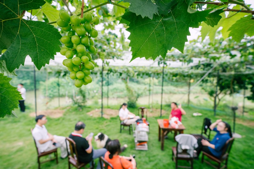 Tangwei Village in Huizhou, Guangdong has built a entrepreneurship platform and introduced planting projects to consolidate the results of poverty alleviation.