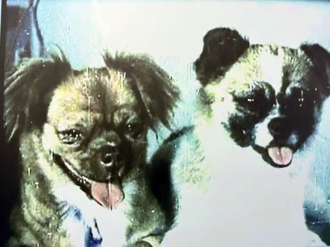 Xiao Bao and Shan Shan