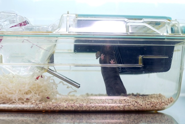 The small black mice to go to space