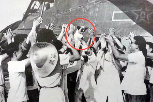 The dog Xiao Bao (in the red circle) returned safely and received a hero's welcome.