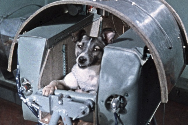 The Soviet dog Laika