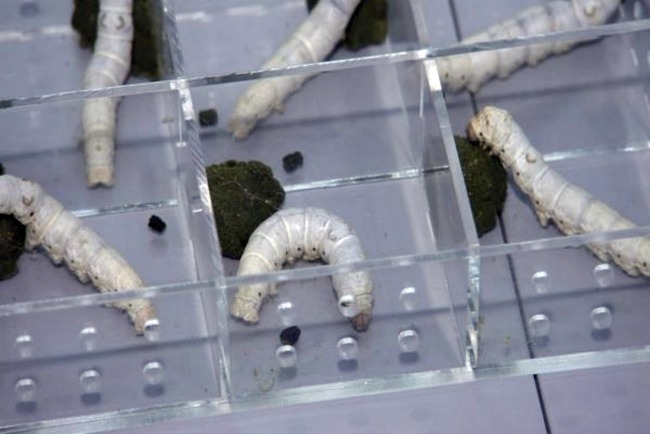 The experiment of rearing silkworms in space