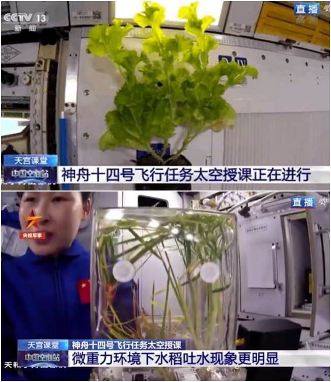 The Shenzhou-14 astronauts got to eat lettuce they had grown themselves.