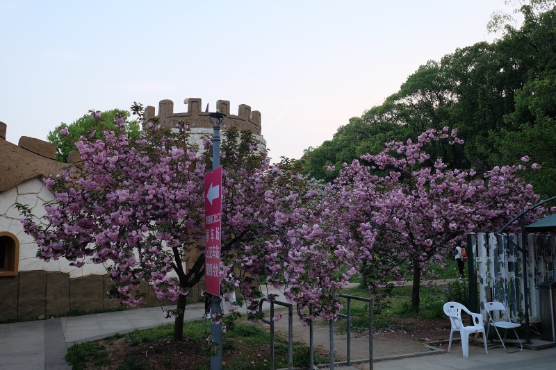 跟大家略略介紹東湖櫻花園，它位於武漢東湖磨山景區，以櫻花數目和種類而言，都比一般人熟知的武漢大學多。