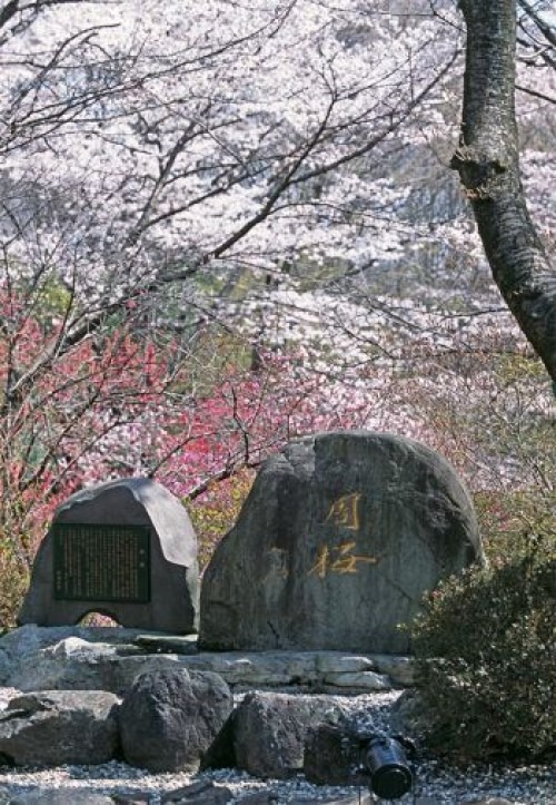 當代中國-名家-紀念周恩來促進中日友誼 池田大作種周櫻憶故人