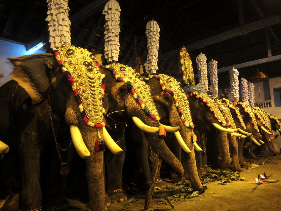 印度參與巡遊的已裝飾大象