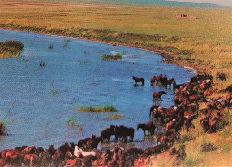 呼倫湖放養的馬群