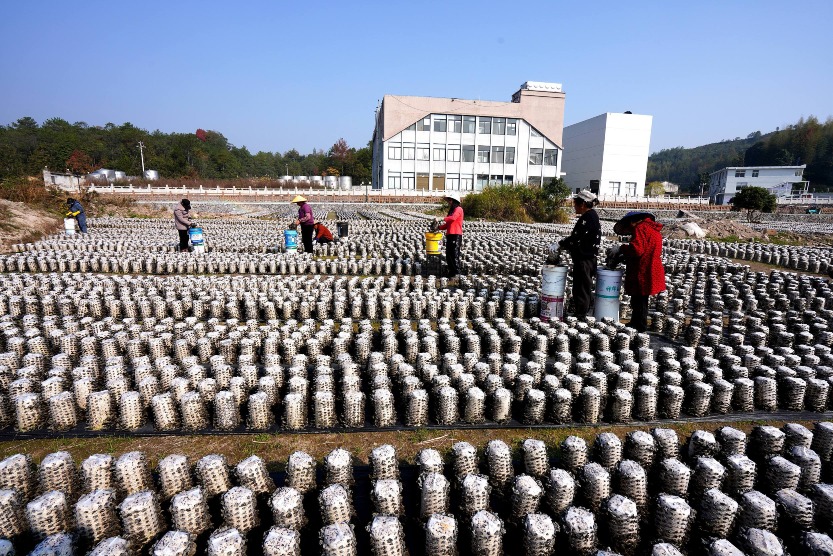 浙江溫州農民利用冬閒田種黑木耳