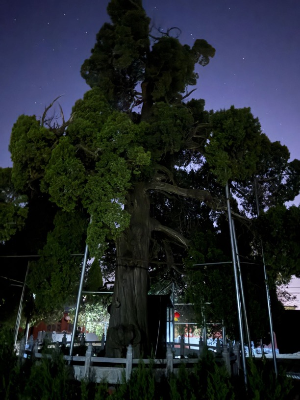夜探曹操栓馬樹，三國文化深度遊最令人印象難忘就是此等遊歷體驗。
