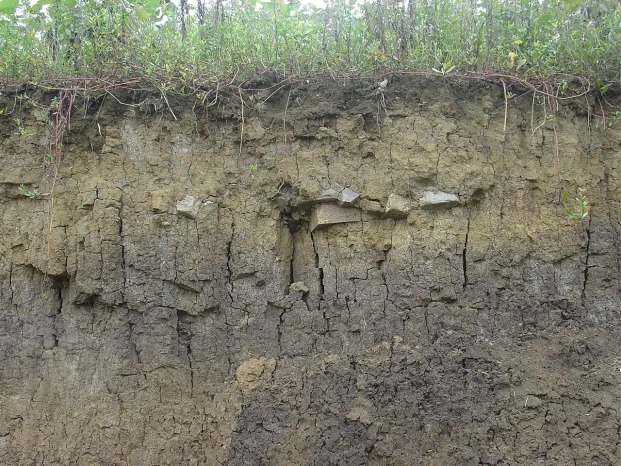 四川綿陽龍安磚廠取土地暴露的墓磚。