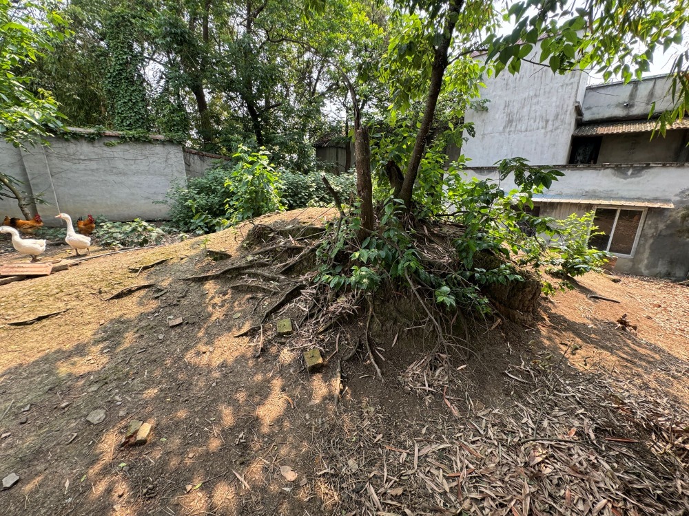 這個就是四川綿竹故城遺址土將台遺址。