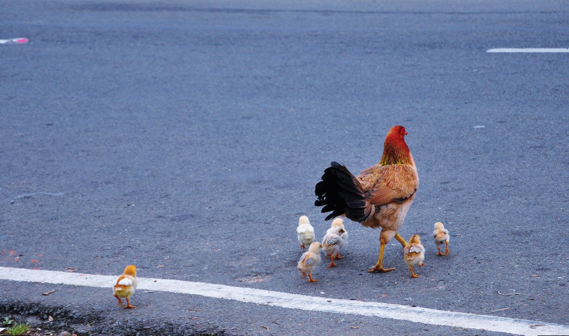 王太太帮助小鸡过马路