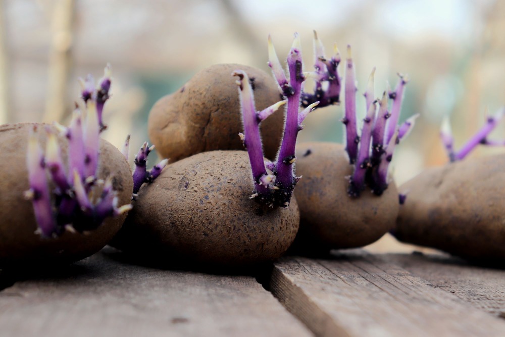 老师借着一袋马铃薯，让孩子感受嗔的重量；发芽发臭的薯仔，形象化地表达出嗔的丑恶以及对心灵的蚕食与祸害