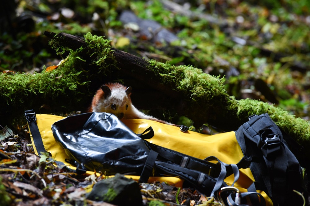 China Shaanxi Tiankeng Flying Cat
