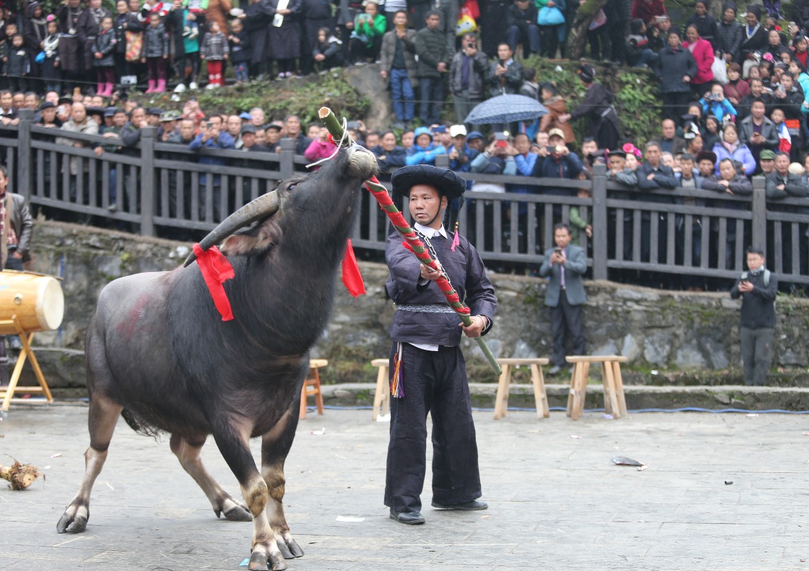 苗族鼓藏节用牛祭祖