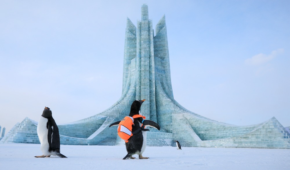 哈尔滨採冰冰雪大世界