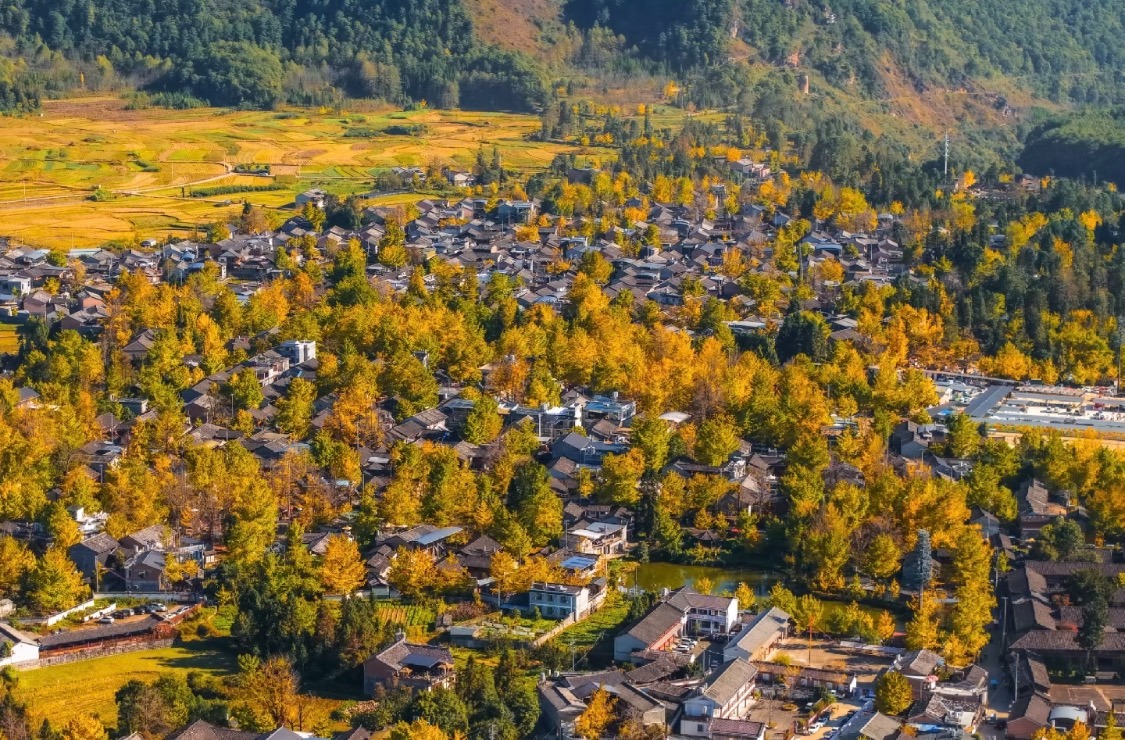 騰沖銀杏村鳥瞰圖，村落被大片金黃色銀杏林環繞，展現雲南旅居康養小城的秋日風光。