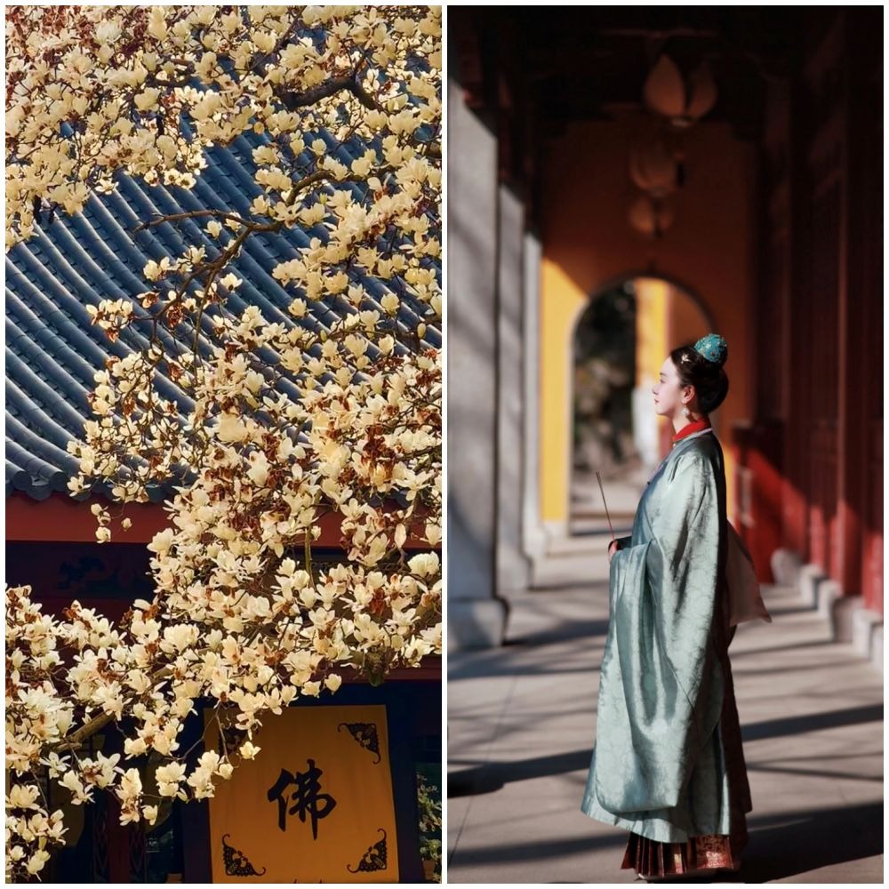 每年三月，杭州法喜寺那棵500年古玉蘭花開，有年輕人穿上漢服上香祈福。