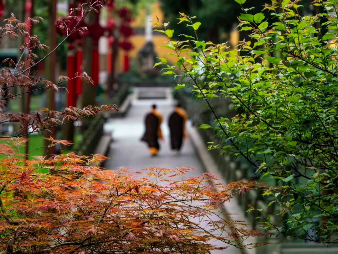 僧人在杭州靈隱寺內行走。
