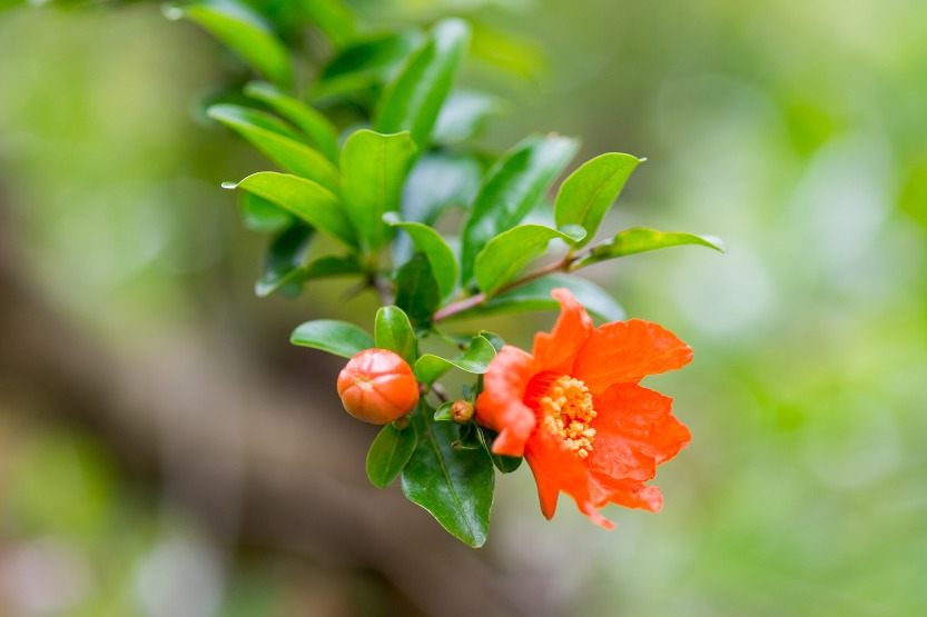 石榴花开花