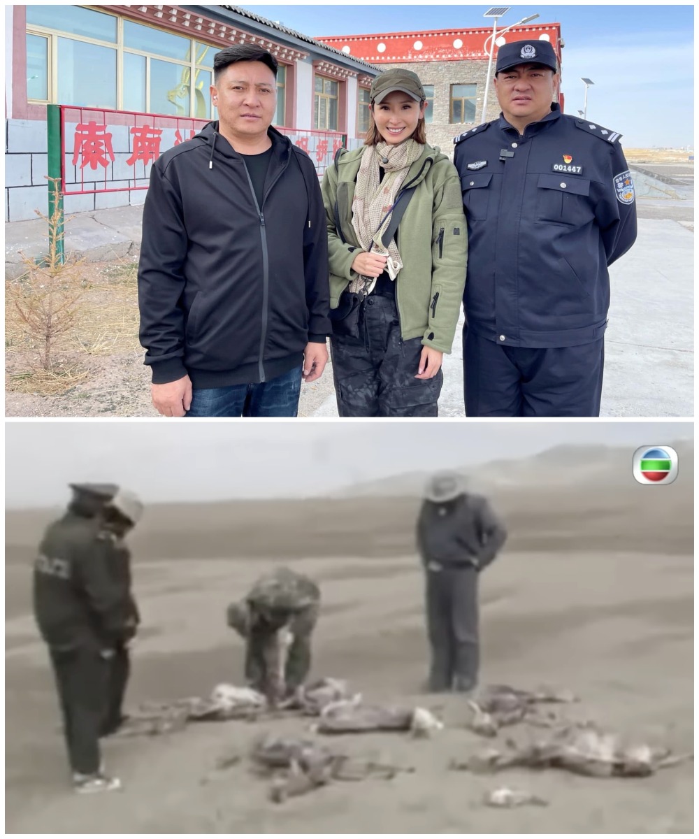 無窮之路II-無價之保-tvb-陳貝兒-保護藏羚羊