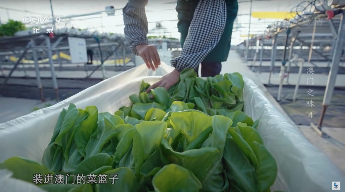 紀錄片澳門之味-菜籃子工程