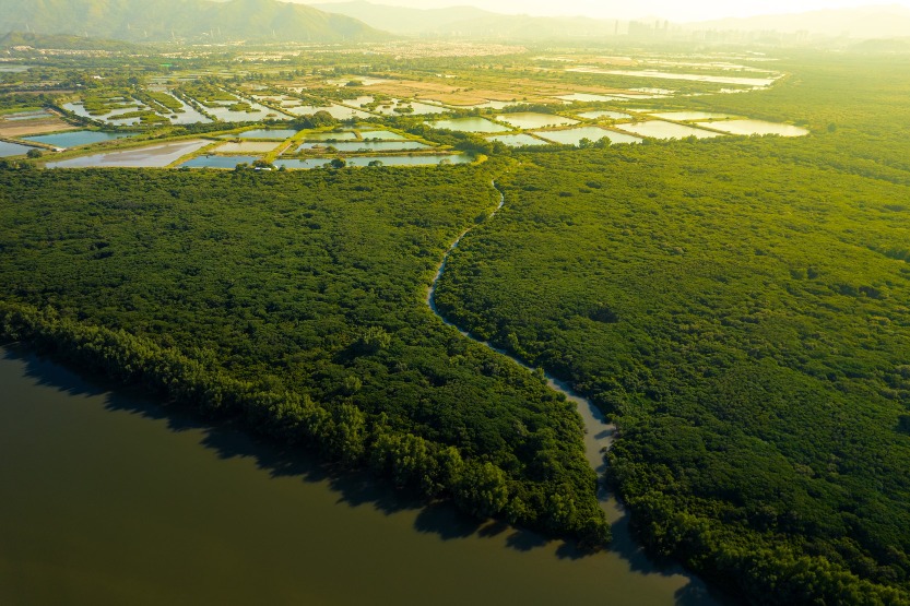 Shenzhen Futian Mangrove Nature Reserve