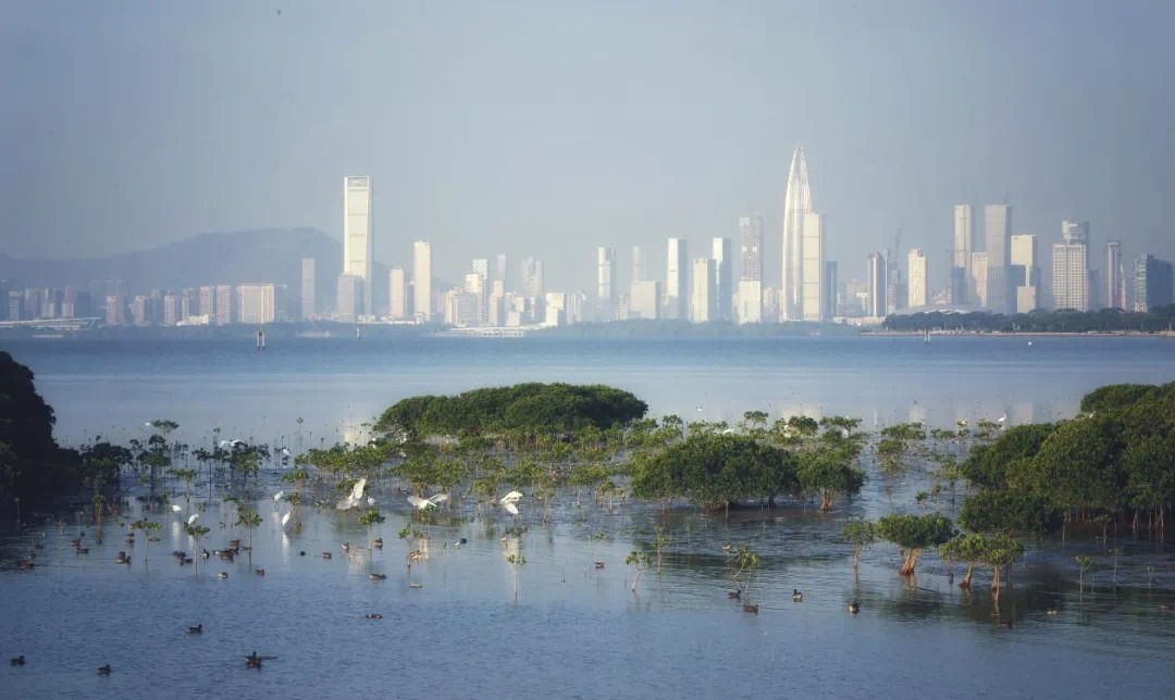 内伶仃岛位处深圳、珠海、香港和澳门之间，被喻为吸纳污染、净化空气，调节气候的绿肺