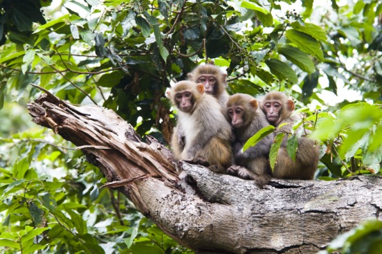 内伶仃岛上，住着23个猴群约1,200只国家二级保护猕猴，被称为“猕猴王国”。
