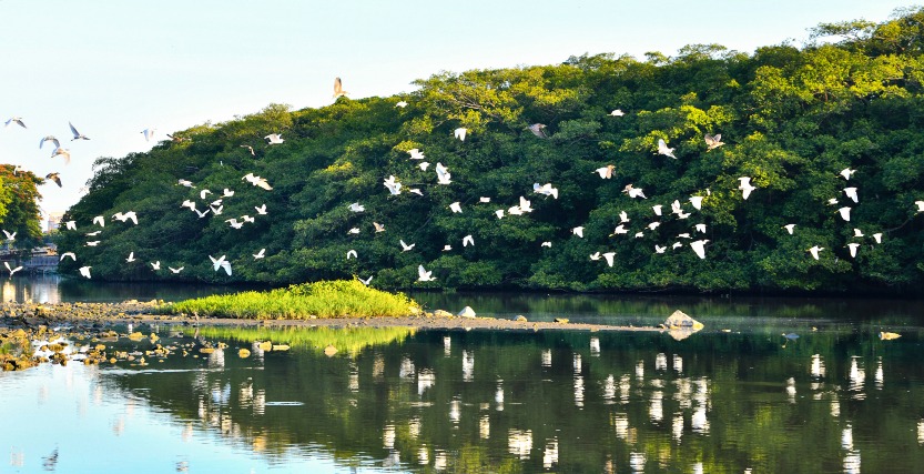 2021年，小鸟天堂国家湿地公园被评选为“广东省十大最美森林旅游目的地”之一，它也是国家级生态名片。