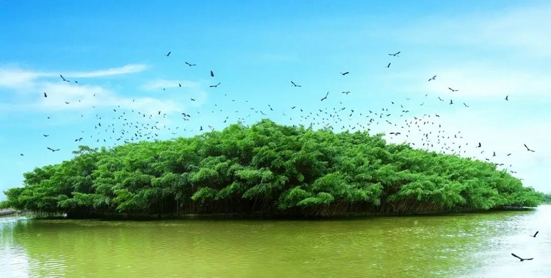 每天黄昏时份，新会小鸟天堂国家湿地公园会出现万千鸟儿盘旋飞翔在大榕树上空的场面。