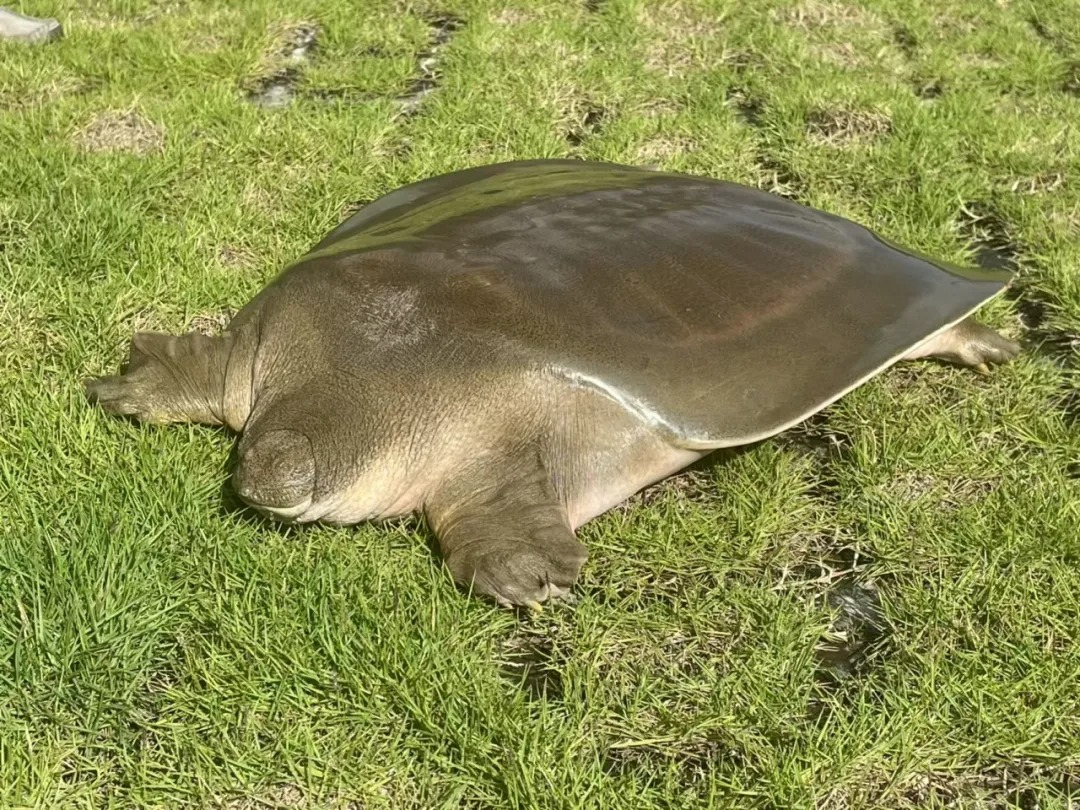 鼋是两亿年前的史前爬行动物，被列为国家一级水生野生保护动物，有“水中大熊猫”称号