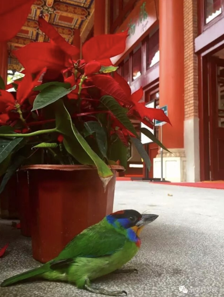 今年3月底，一只珍稀的五色鸟出现在罗浮山葛洪博物馆门前。