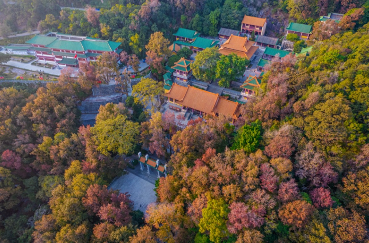 圭峰山國家森林公園是賞楓打卡勝地，圭峰山的三角楓林多是1950年代栽種的。