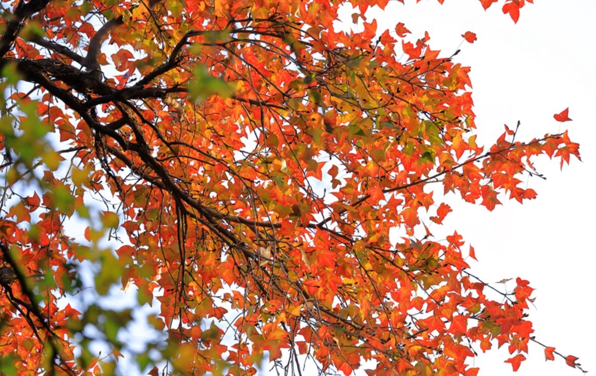 每年10月至翌年1月上旬，是遊客到圭峰山國家森林公園觀賞紅葉的最佳日子。