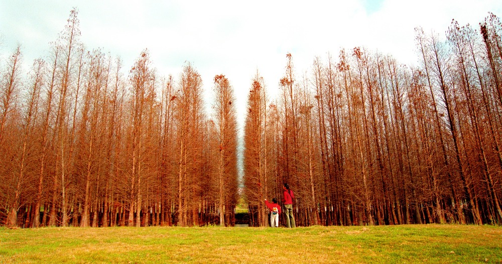 星湖國家濕地公園內，高大挺拔的落羽杉林悄悄地矗立，恍如一幅美麗的圖畫。