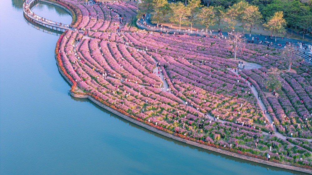 廣州海珠國家濕地公園是賞花勝地，每年1、2月，波斯菊花海在海珠湖花畔塔影盛放。