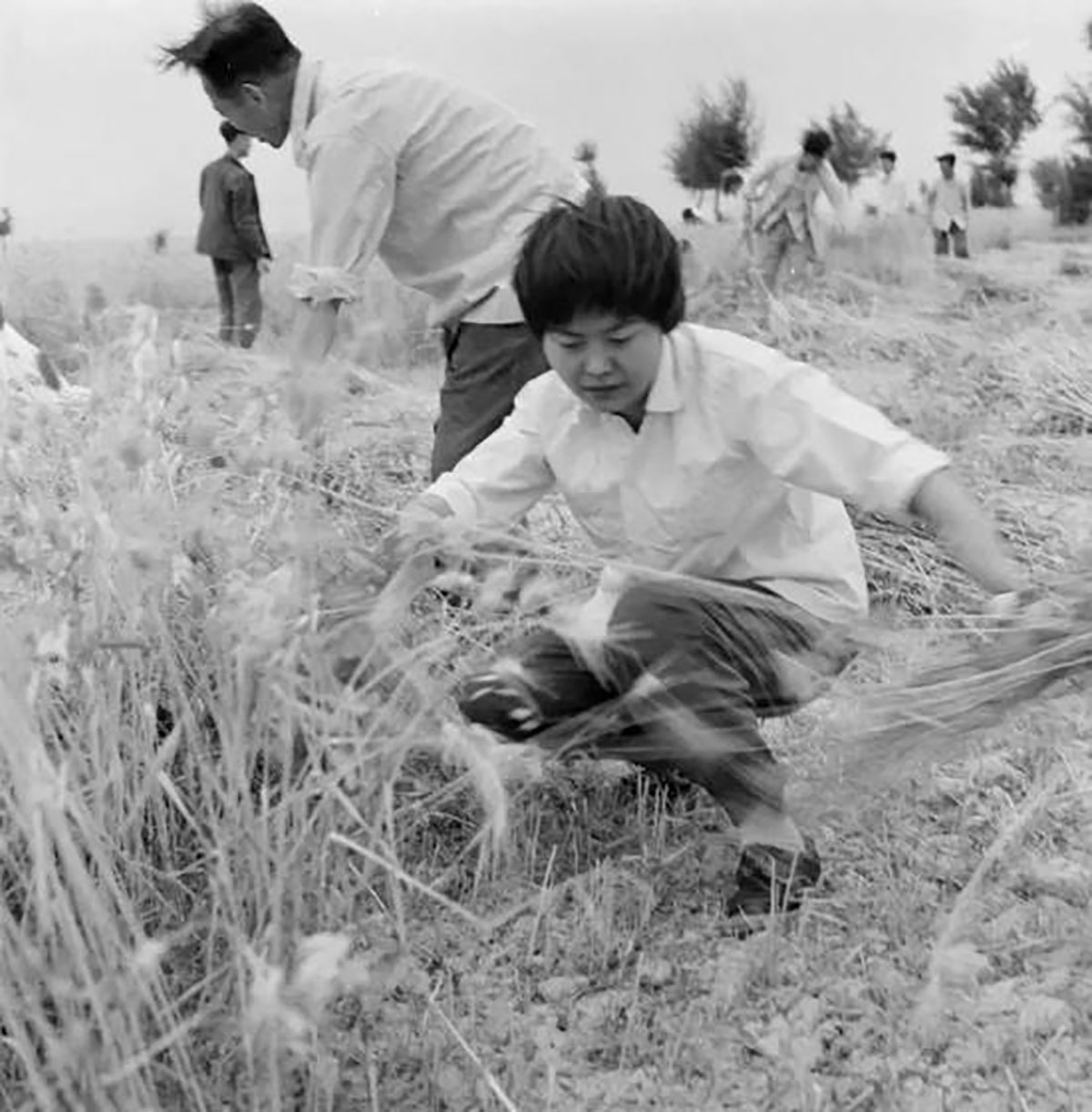 樊錦詩1963年正式進入敦煌研究院工作，當年除了保育石窟，還要兼顧周邊植樹造林，因為水土流失嚴重，會對石窟造成嚴重的侵害，研究員除草植林也是日常工作之一。