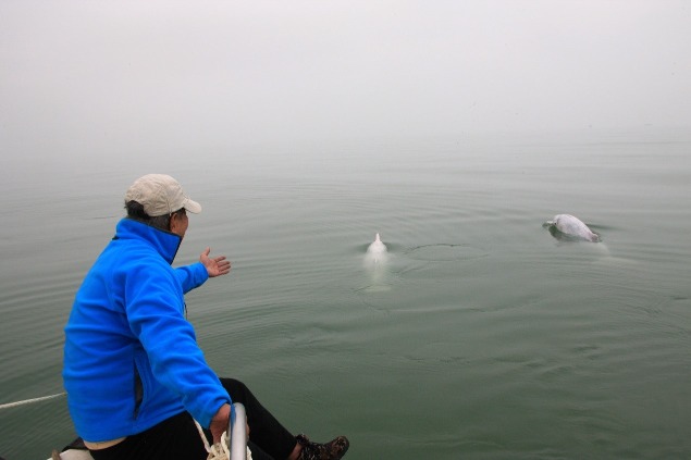 在潘文石推動下，現時在廣西欽州三娘灣有一座白海豚科普館，而中華白海豚保護海域的生態亦不斷改善。