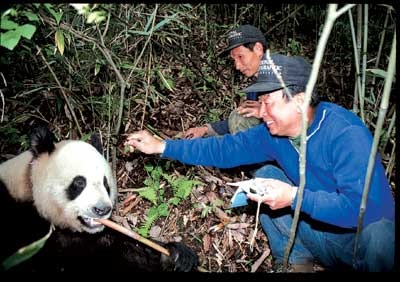 潘文石早於80年代便在四川山區保育熊貓。(網上圖片) 潘文石早於80年代便在四川山區保育熊貓。(網上圖片)