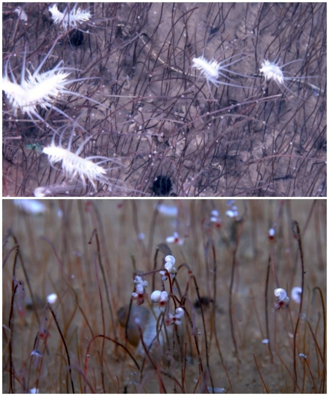 The chemosynthetic biological community (top) and tube worms (bottom) discovered by Du Mengran and her team in the Kamchatka Trench. (Web Image)