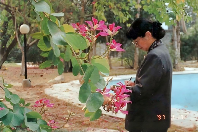 香港街頭的洋紫荊給了常沙娜設計靈感。圖為她在洋紫荊旁寫生。