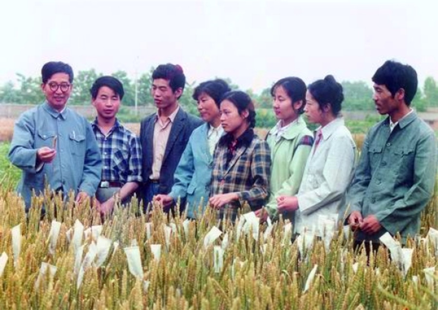 李振聲一生致力小麥遺傳育種的研究與教學 李振聲一生致力小麥遺傳育種的研究與教學