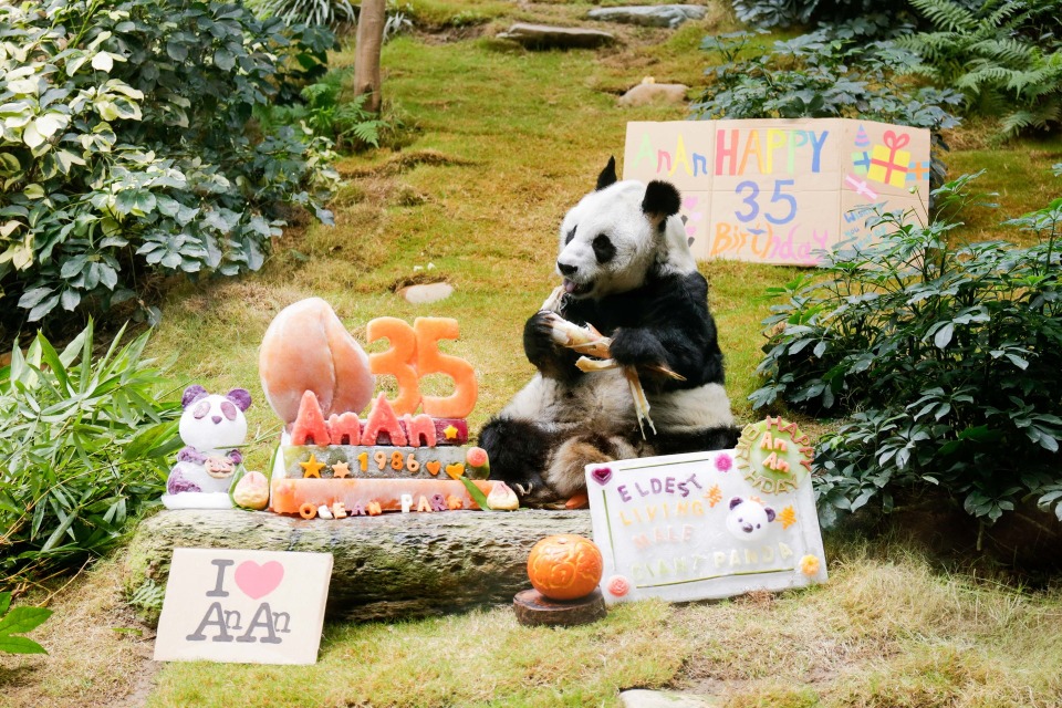 「佳佳」的老伴「安安」今年（2022年）8月將踏入36歲，牠去年已成為全球最長壽人工飼養雄貓熊。根據資料，野生的大熊貓一般壽命約20歲，人工環境飼養的大熊貓則可多活10年至約30歲。圖片攝於安安的35歲生日。（圖片來源：香港海洋公園）