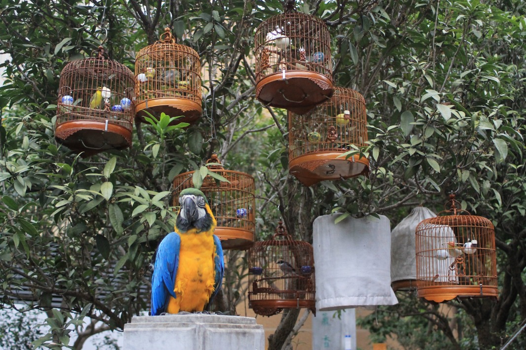 園圃街雀鳥花園 園圃街雀鳥花園