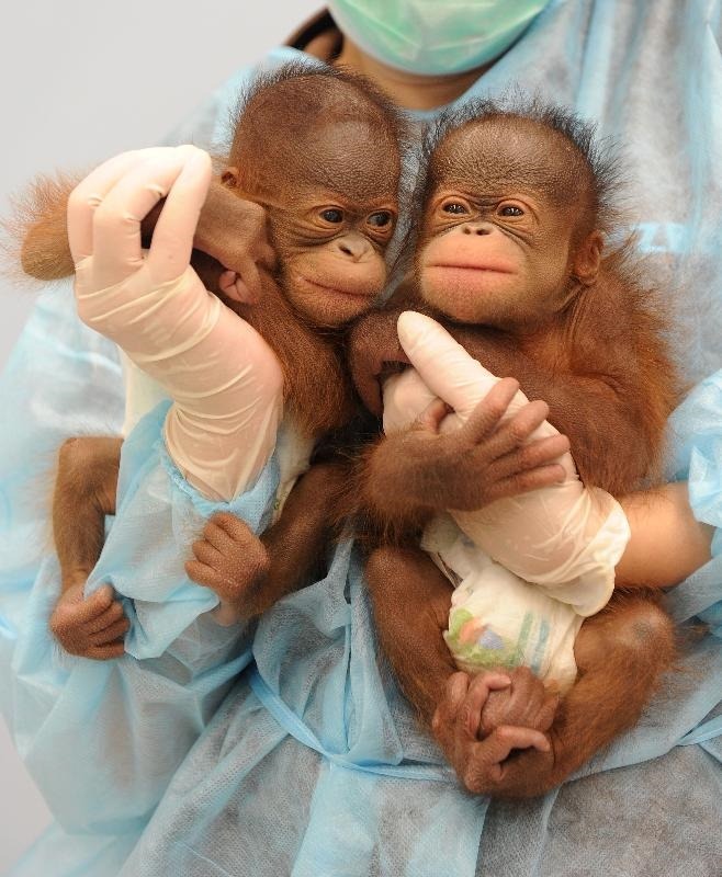 2011年，來港僅一年的婆羅洲猩猩Vandu，成功與伴侶Raba誕下一對龍鳳胎，是首次有婆羅洲猩猩雙胞胎在香港動植物公園成功繁殖。（圖片來源：政府新聞處）