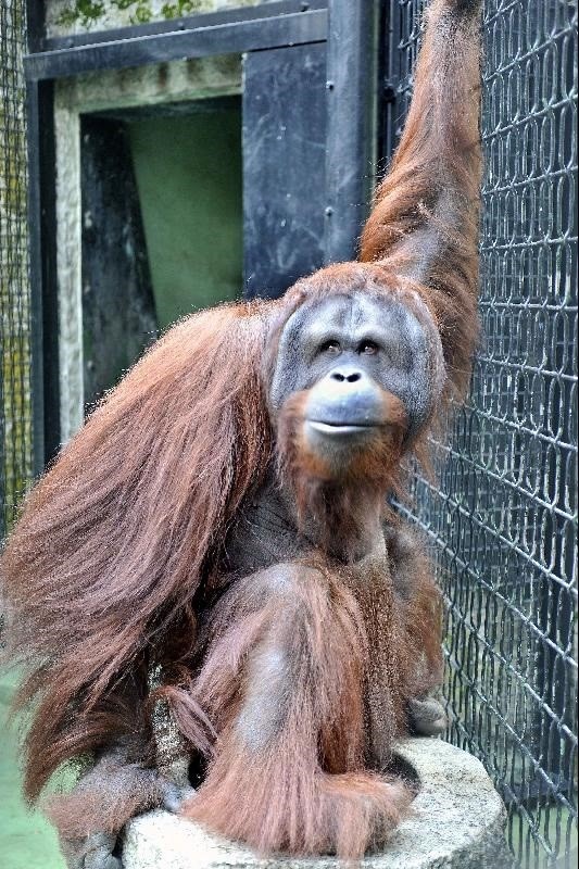 圖為公園的動物明星之一、婆羅洲猩猩Vandu。2010年15歲時的牠由匈牙利來到香港，與公園原有的兩頭雌性婆羅洲猩猩配對繁殖。（圖片來源：政府新聞處）