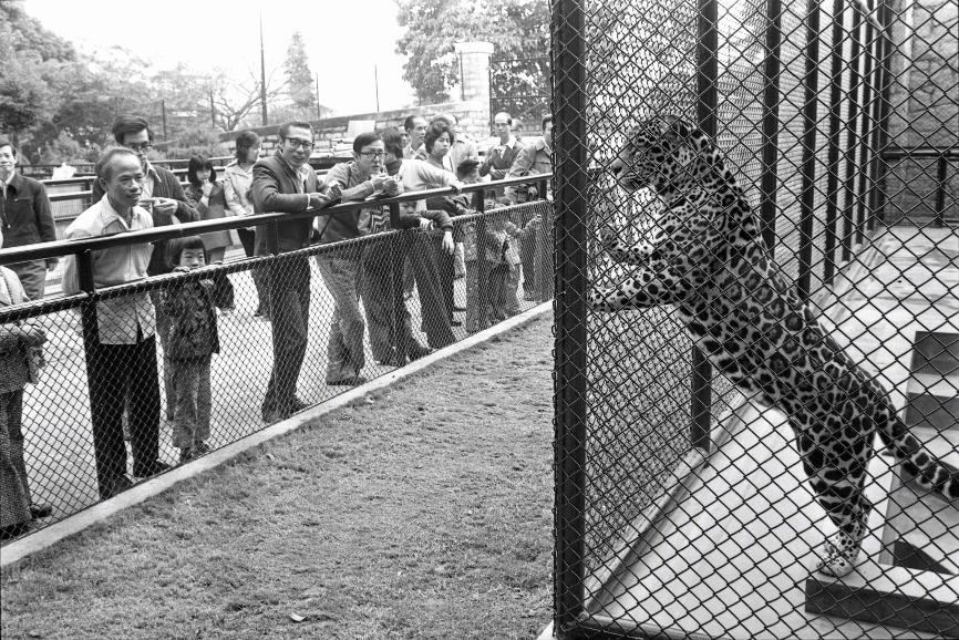 美洲虎「小花」及「小黑」曾是香港動植物公園的「明星動物」。「小花」生前深受入場人士喜愛，2008年小花以21歲之齡死亡，死後被製成標本，繼續於園內作教育及展覽用途。（圖片來源：Getty）