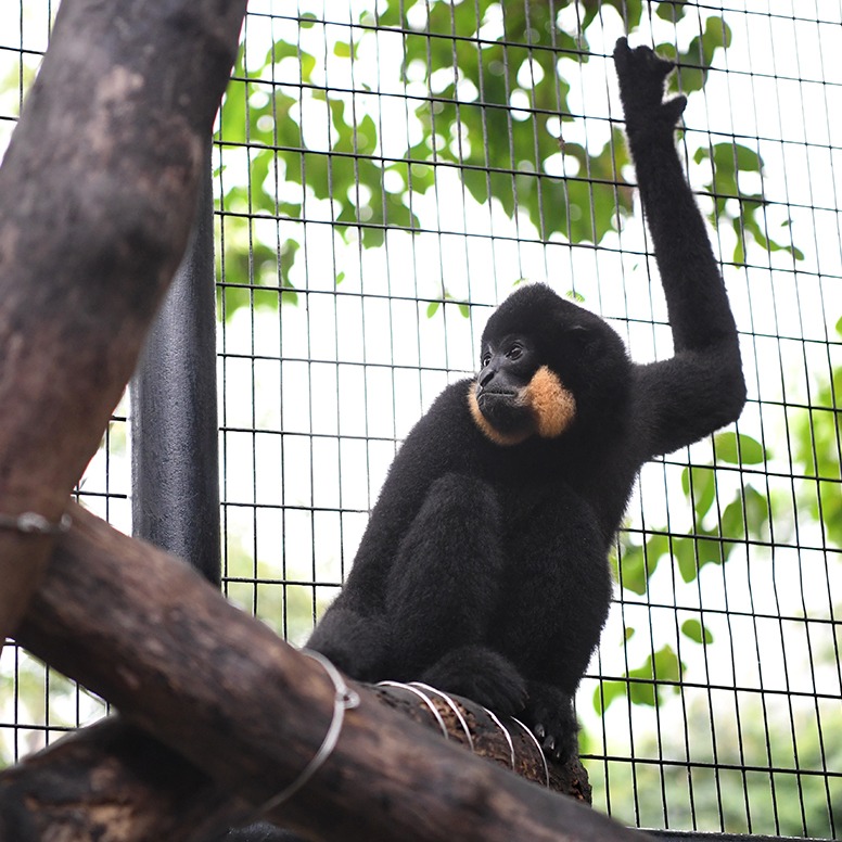 2011年，香港動植物公園發生走失事件。一隻紅頰黑猿趁工作人員清潔時逃出籠舍，大鬧半山民居大廈和停車場，擾攘兩小時後被擒。（圖片來源：香港動植物公園官網）